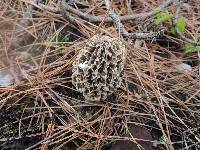 Morchella prava image