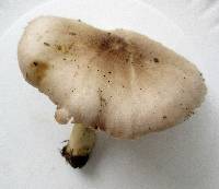 Pluteus petasatus image