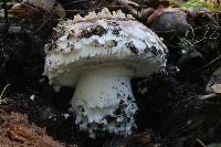 Amanita magniverrucata image