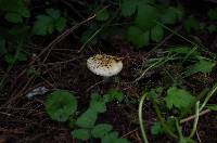 Amanita farinosa image