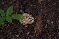 Amanita farinosa image