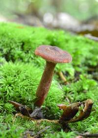 Lactarius camphoratus image