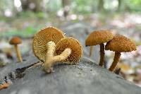 Flammulaster erinaceellus image