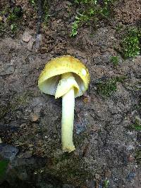 Amanita flavorubens image