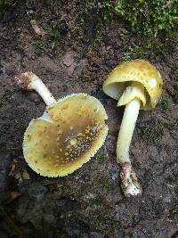 Amanita flavorubens image