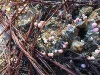 Dibaeis baeomyces image