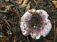 Russula mariae image