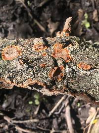 Hydnoporia tabacina image