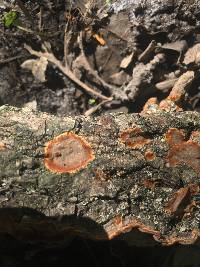 Hydnoporia tabacina image