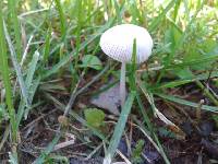 Conocybe apala image