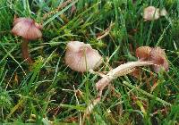 Mycena sanguinolenta image