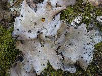 Umbilicaria crustulosa image
