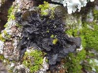 Collema furfuraceum image