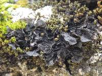 Collema furfuraceum image