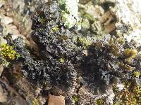 Collema furfuraceum image