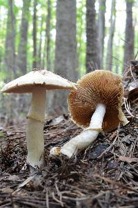 Cortinarius caperatus image