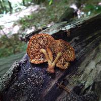 Pleuroflammula subsulphurea image