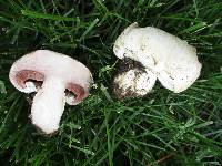 Agaricus pilosporus image