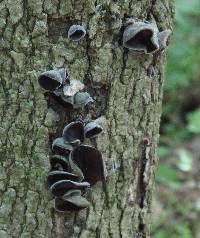 Auricularia angiospermarum image