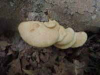 Pleurotus populinus image