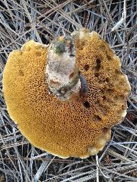 Suillus cothurnatus image