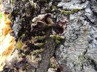 Trichaptum abietinum image
