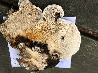 Trametes gibbosa image
