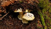 Amanita vernicoccora image