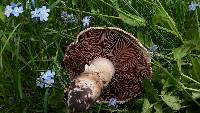 Agaricus bitorquis image