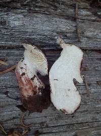 Hygrophorus purpurascens image