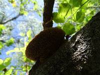 Trametes trogii image