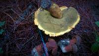 Rugiboletus extremiorientalis image