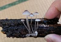 Mycena polygramma image