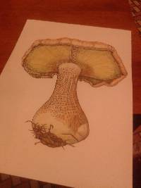 Macrocybe titans image