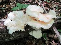 Pleurotus populinus image