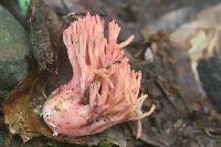 Ramaria formosa image