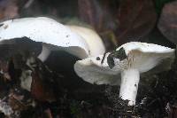 Tricholoma album image