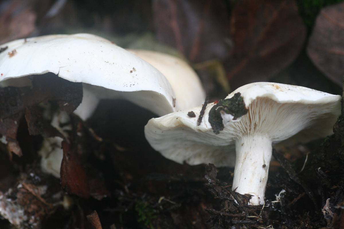 Tricholoma album image