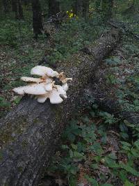 Pleurotus populinus image