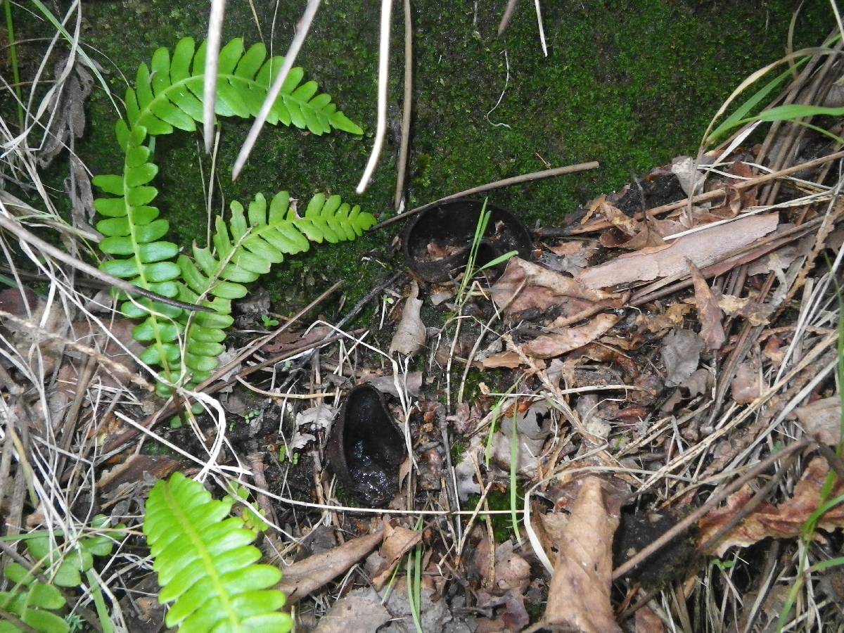 Pachyella celtica image