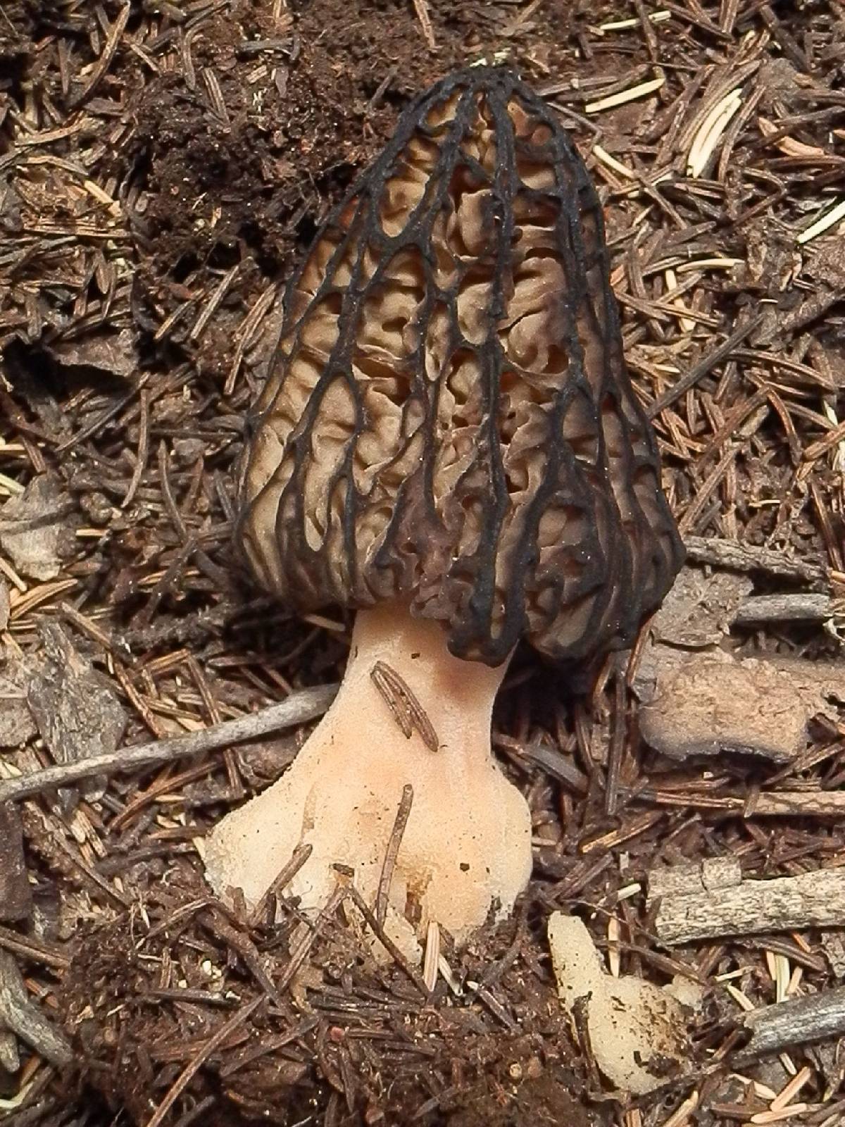 Morchella kaibabensis image