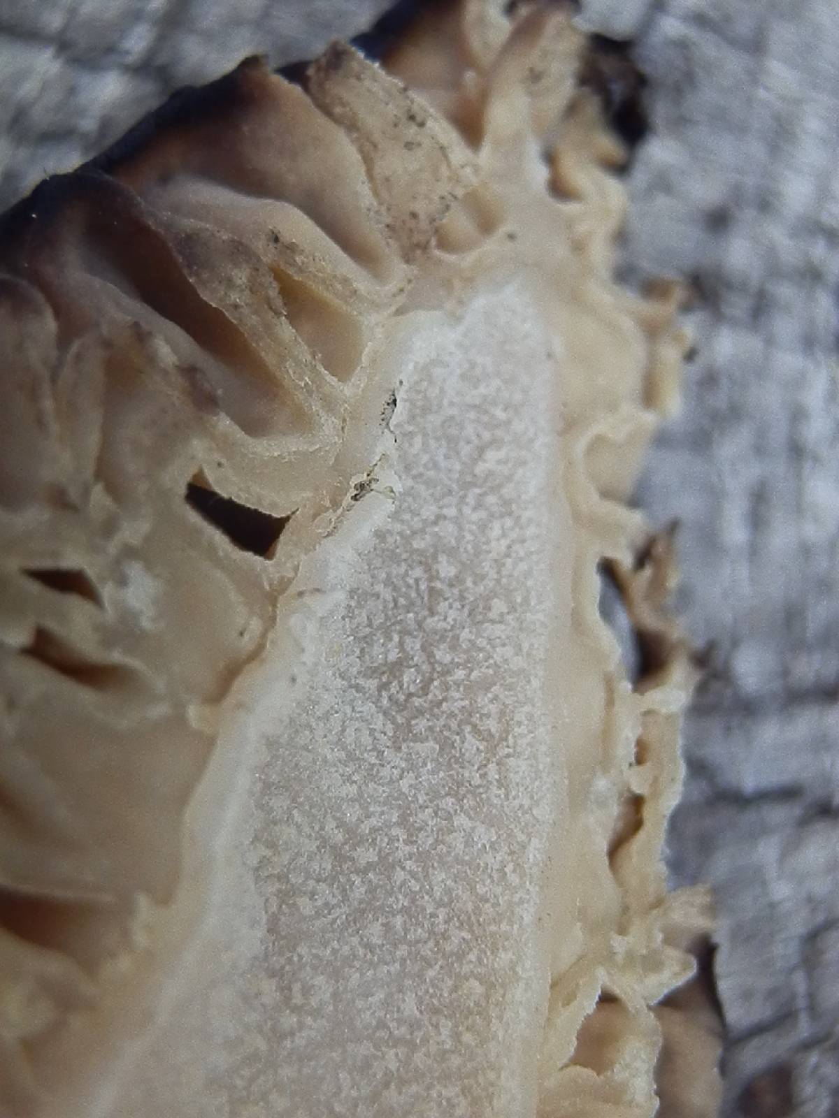Morchella kaibabensis image