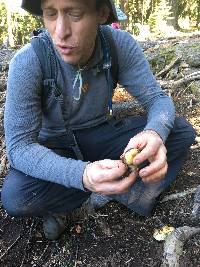 Pholiota olivaceophylla image