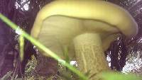 Macrocybe titans image