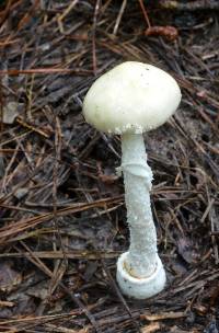 Amanita velatipes image