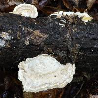 Trametes cubensis image