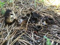 Helvella leucomelaena image