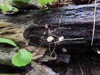 Xylaria cubensis image