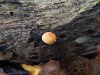 Pholiota granulosa image