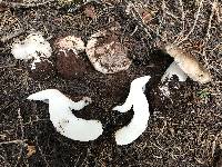 Tricholoma vernaticum image